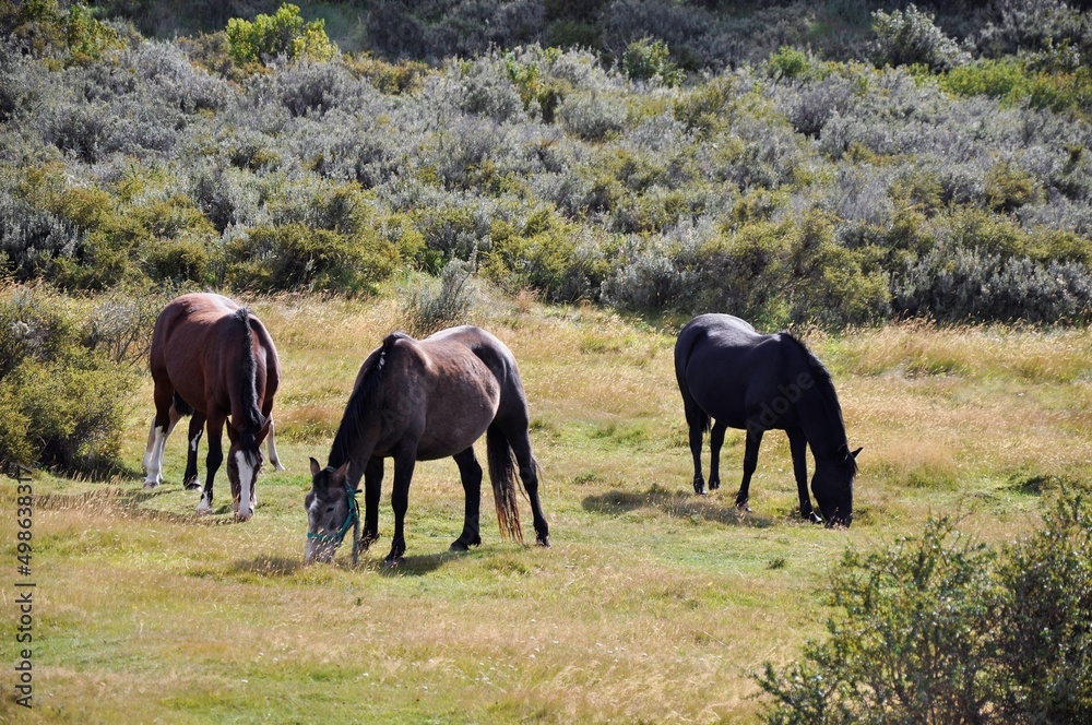 Chevaux dans les plaines de Patagonie, Terre de Feu, près d'Ushuaia, Argentine