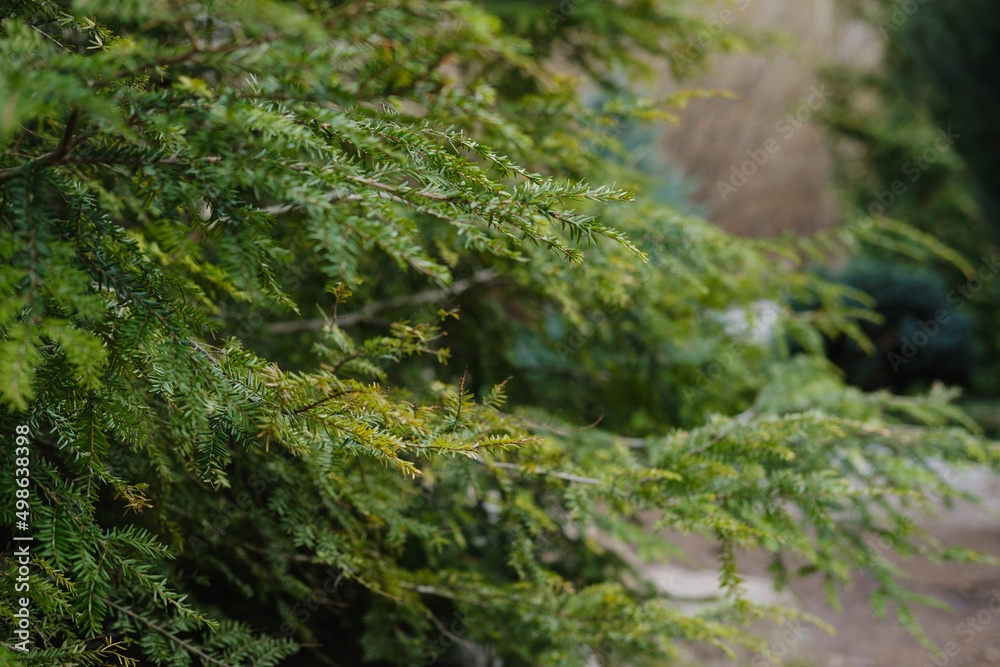 Botanical Garden - coniferous green trees in the park Botanical Garden - coniferous green trees in the park