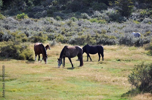 Chevaux dans les plaines de Patagonie  Terre de Feu  pr  s d Ushuaia  Argentine 