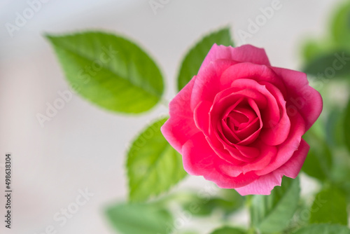 Beautiful bright pink rose. Blooming flower close-up with green leaves on light background. Copy space.