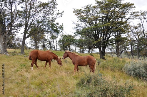 Couple de chevaux dans les plaines de Patagonie  Terre de Feu  pr  s d Ushuaia  Argentine