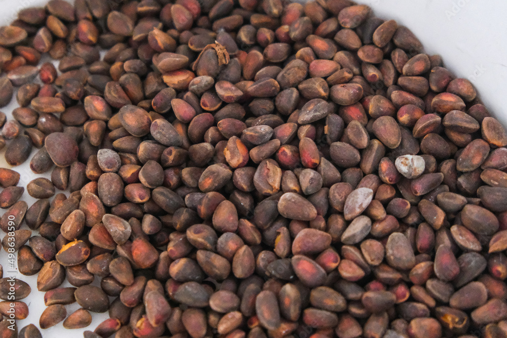 extract a cedar nuts from Siberian pine cones. extract a cedar nuts from Siberian pine cones.