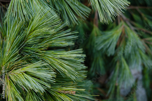 Botanical Garden - coniferous green trees in the park