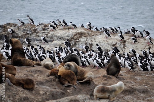 île des lions de mer, cormorans magellaniques et impériaux, Canal de Beagle, Terre de Feu, Patagonie, Ushuaia, Argentine