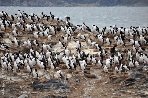 île des lions de mer, cormorans magellaniques et impériaux, Canal de Beagle, Terre de Feu, Patagonie, Ushuaia, Argentine © lescarexpat
