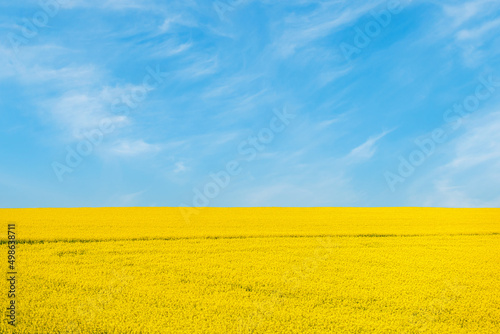 Blue sky, sun and yellow canola field.