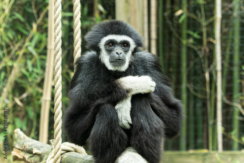 White handed gibbon, Hylobates lar, seated with arms crossed