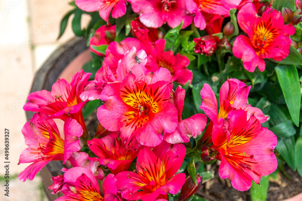 illustration de fleurs ici des alstromérias de couleur saumon en gros plan dans un pot illustration de fleurs ici des alstromérias de couleur saumon en gros plan dans un pot