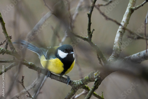 Cute Titmouse on a twig around the bird feeder in winter suburban forest