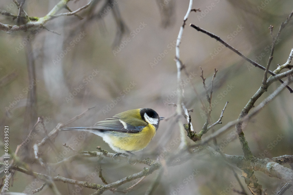 Cute Titmouse on a twig around the bird feeder in winter suburban forest