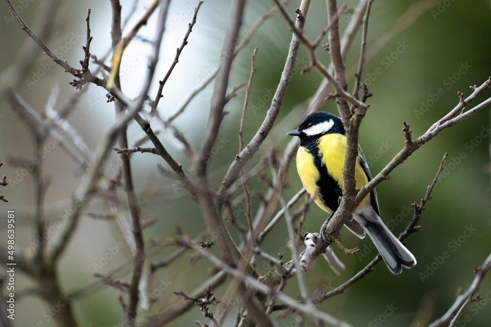 Cute Titmouse on a twig around the bird feeder in winter suburban forest
