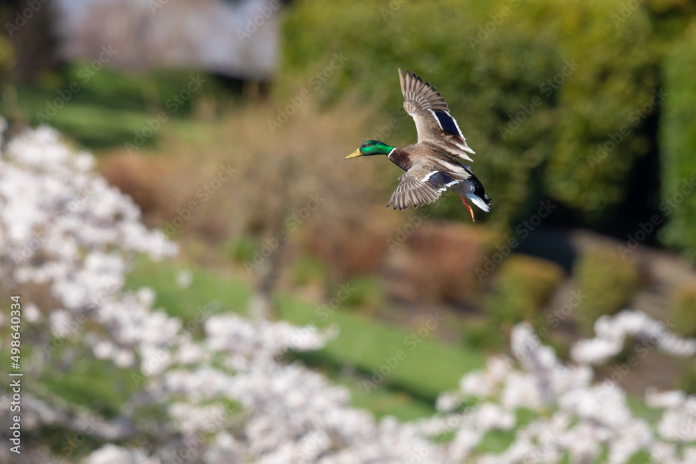 Mallard Duck Flies Past Flowering Tree Mallard Duck Flies Past Flowering Tree