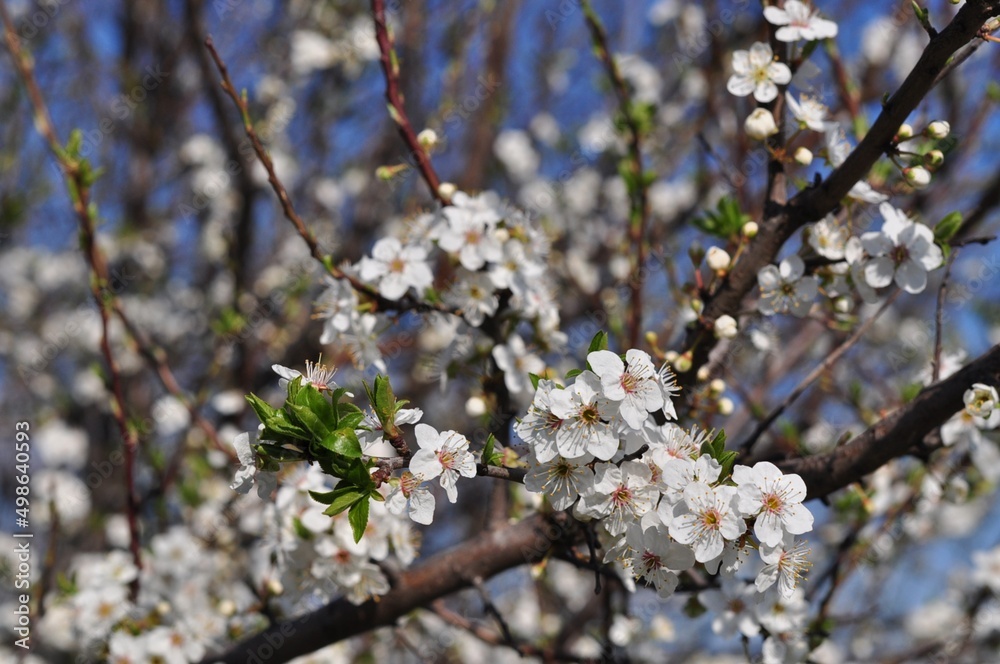 Cherry blossoms against the blue sky. Spring flowering. Flowers of fruit trees. White flowers.Bokeh. Cherry blossoms against the blue sky. Spring flowering. Flowers of fruit trees. White flowers.Bokeh.
