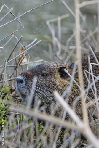 Nutria, Myocastor coypus photo