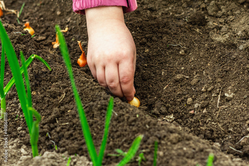 Gardening conceptual background. Children's hands planting little onions in to the soil