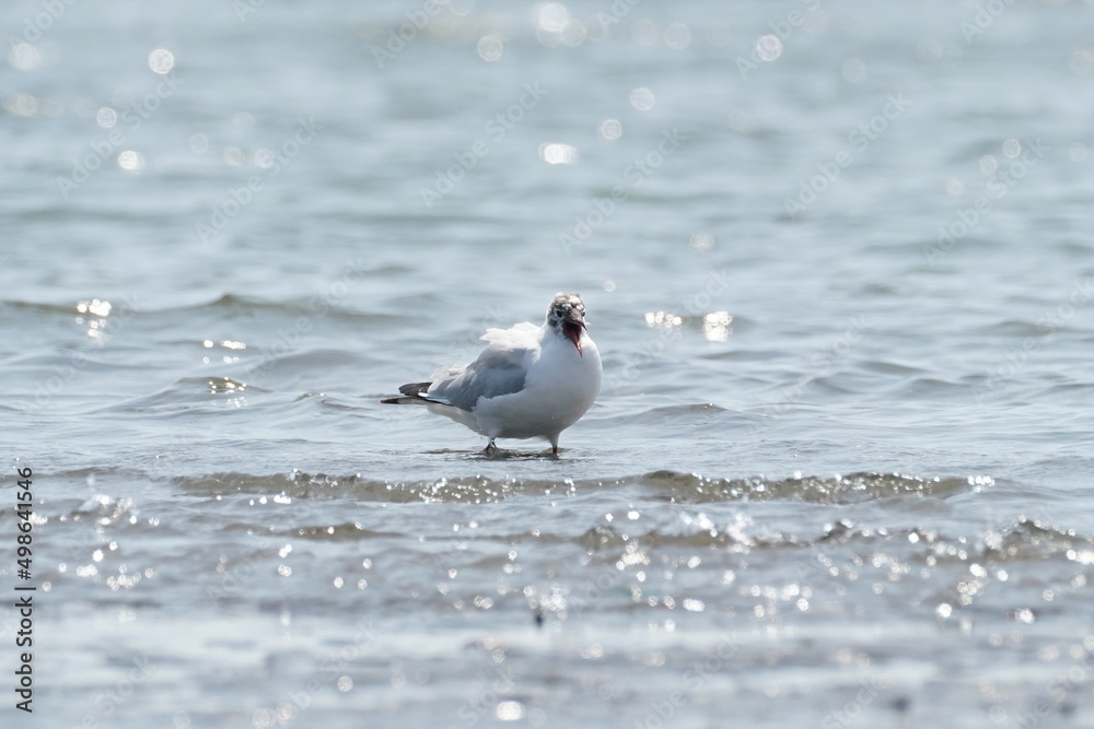 black headed gull in the seashore black headed gull in the seashore