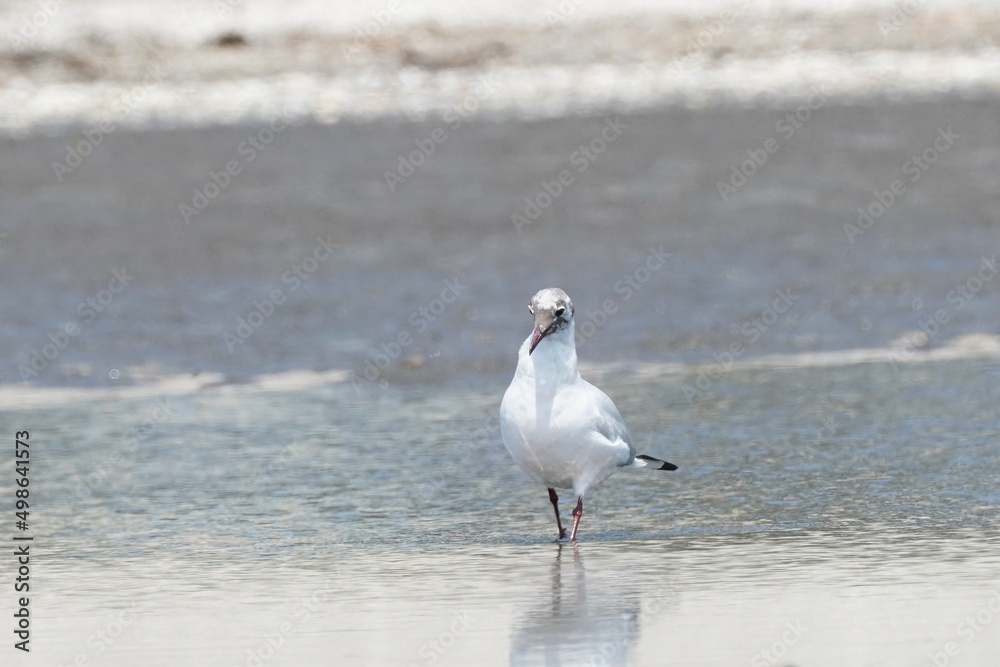 black headed gull in the seashore black headed gull in the seashore