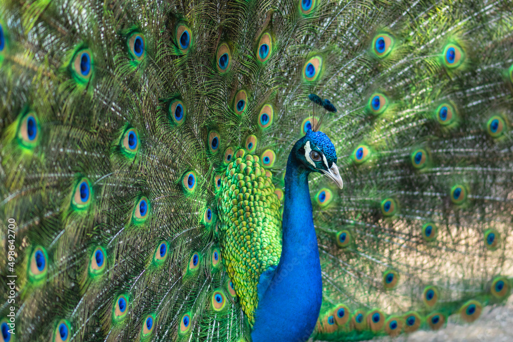 Fototapeta premium Pavone Reale