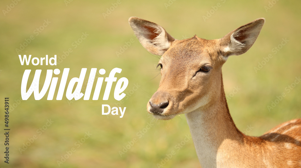 Obraz premium Beautiful deer in sanctuary and text WORLD WILDLIFE DAY