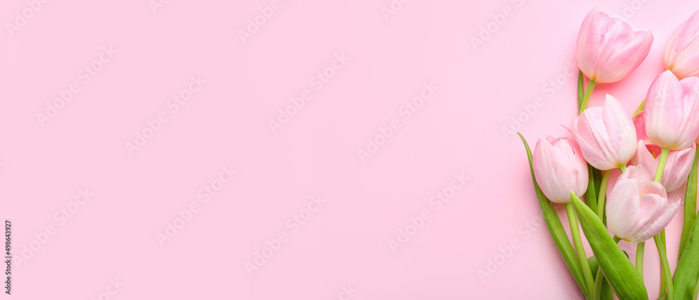 Beautiful tulips on pink background with space for text