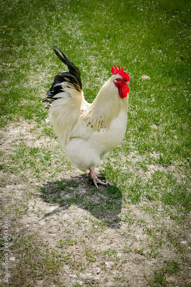 rooster feeding on rural barnyard on green grass. Hens on backyard in free range poultry eco farm. poultry farming concept.chicken coop in sunny summer day rooster feeding on rural barnyard on green grass. Hens on backyard in free range poultry eco farm. poultry farming concept.chicken coop in sunny summer day