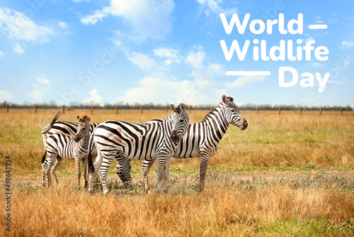 Beautiful zebras in savanna and text WORLD WILDLIFE DAY