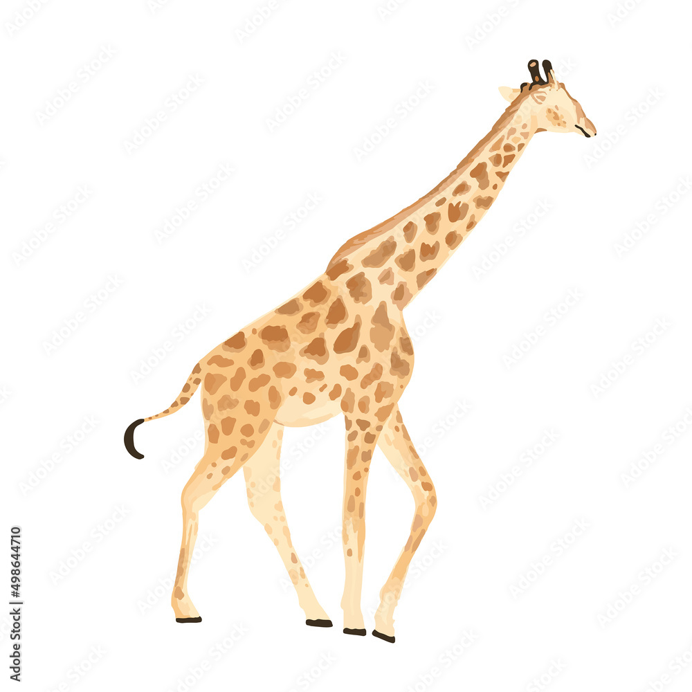 Fototapeta premium hand drawn realistic giraffe illustration