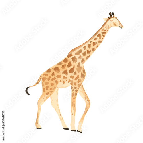 hand drawn realistic giraffe illustration