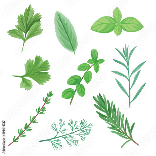 vector green aromatic herbs in watercolour style