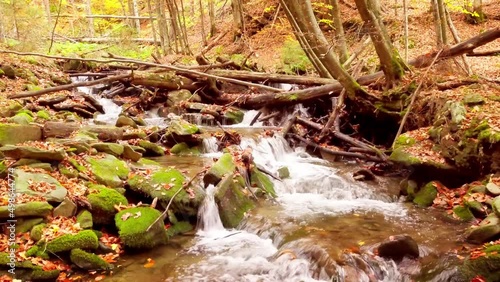 4K footage of wonderful mountain stream in the Shypit Karpat National Park. Bright autumn colors of leaves falling from trees. Preparing the Forest for the winter period. Carpathian mountains Ukraine photo