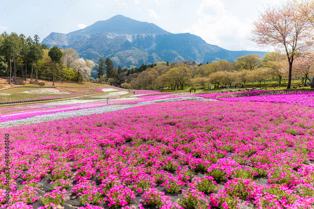 羊山公園の芝桜