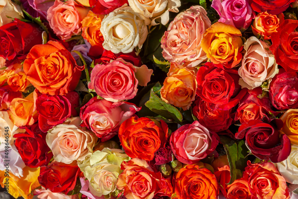 Bunte Rosen Bunte Rosen