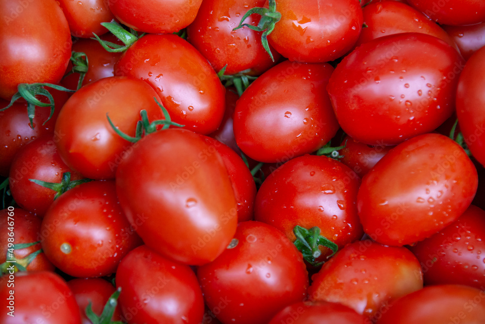 Tomaten, Roma-Tomaten mit Regentropfen Tomaten, Roma-Tomaten mit Regentropfen