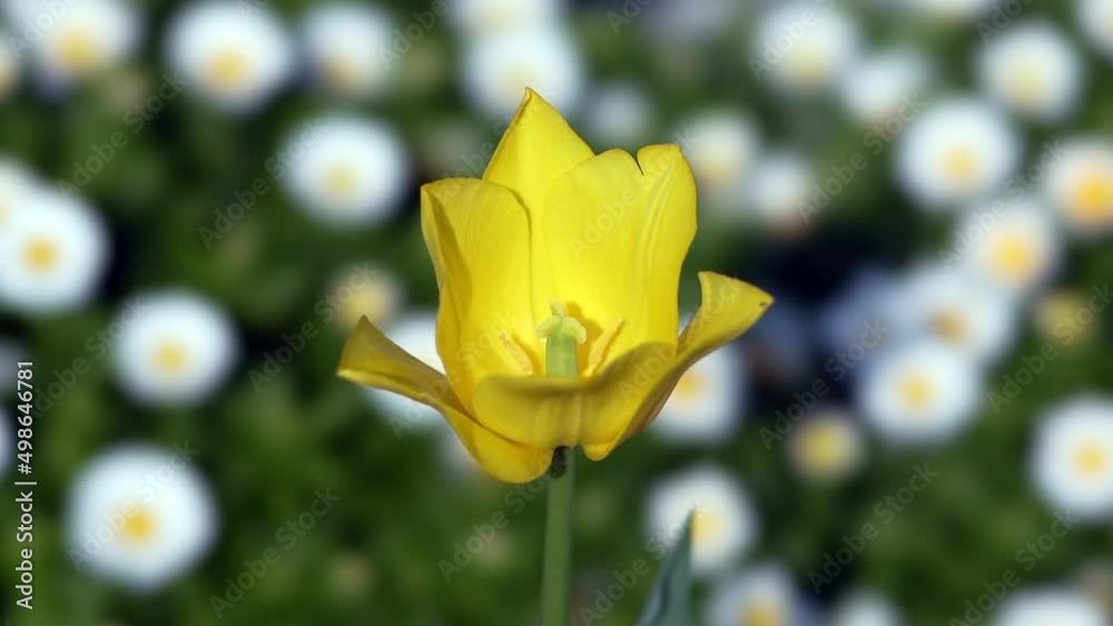 Tokyo, Japan - April 12, 2022: Closeup of yellow tulip petals on Snow daisy or Northpole or Chrysanthemum background
Tokyo, Japan - April 12, 2022: Closeup of yellow tulip petals on Snow daisy or Northpole or Chrysanthemum background