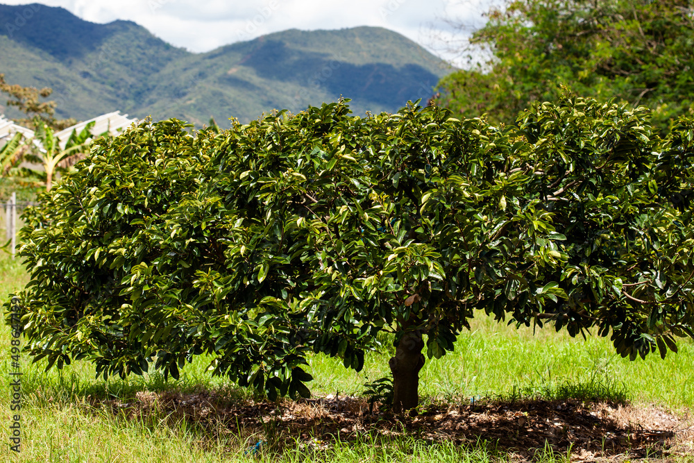 View of a soursop cultivation and the majestic mountains at the region of Valle del Cauca in Colombia