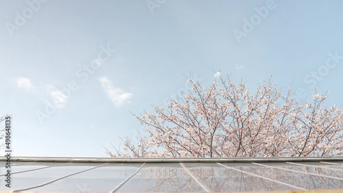 Wallpaper Mural 屋根に反射する綺麗なソメイヨシノの春 Torontodigital.ca