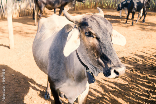 cow on the farm
