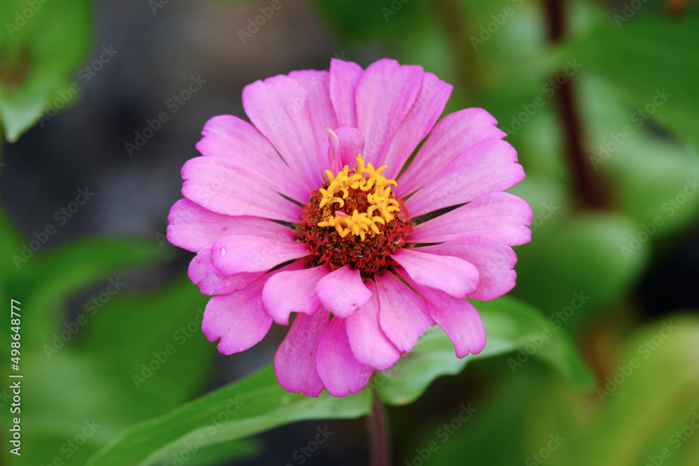 Top view fresh pink Zania flower with yellow pollen Top view fresh pink Zania flower with yellow pollen