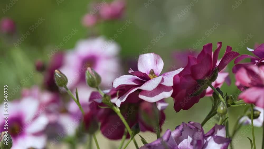 風に吹かれる公園の花 風に吹かれる公園の花