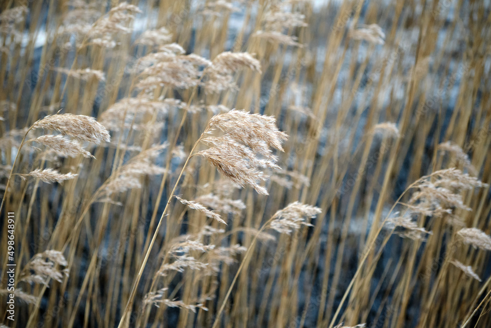 Fototapeta premium Reeds at the lake