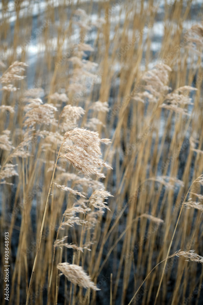 Fototapeta premium Reeds at the lake