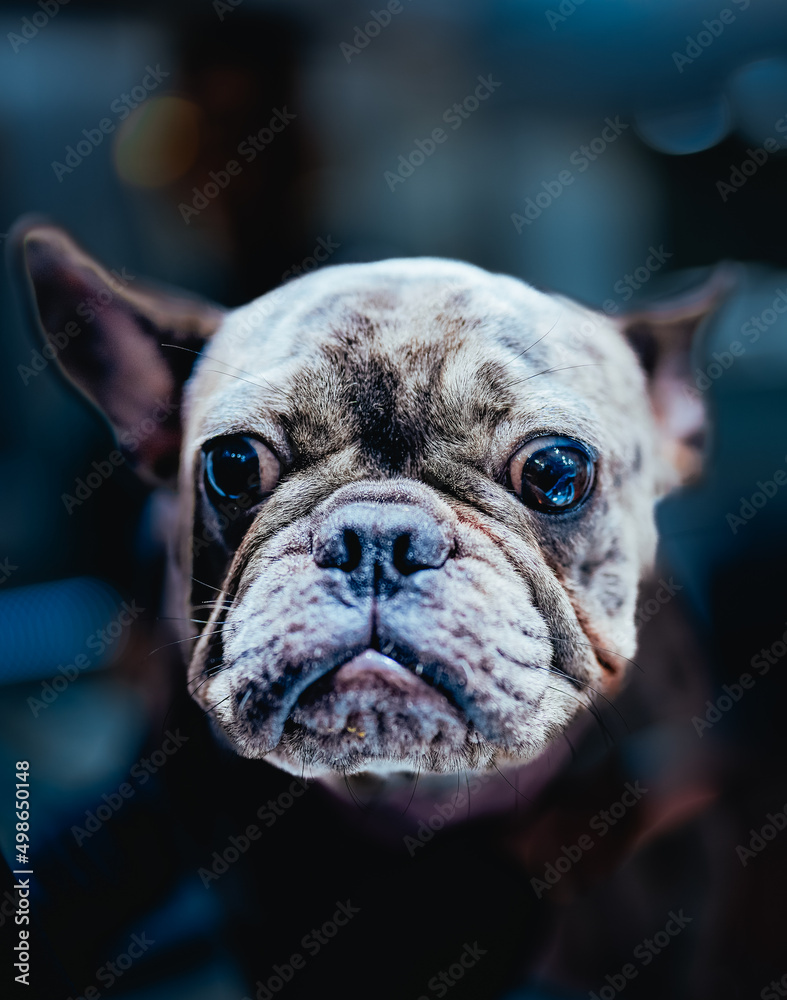 english bulldog portrait face eyes 