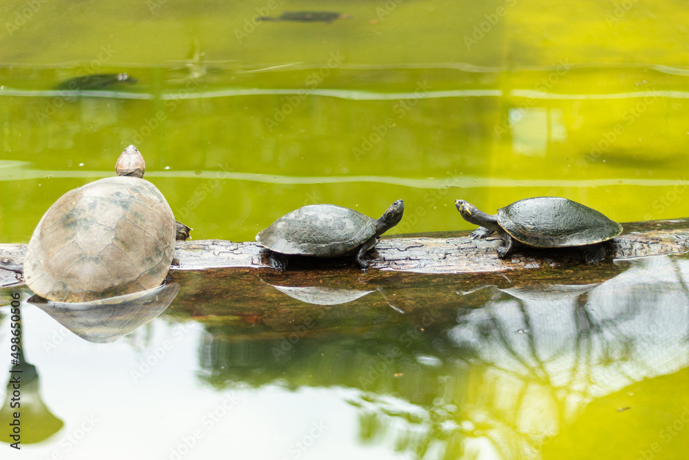 Obraz premium Turtles resting in the middle of the water