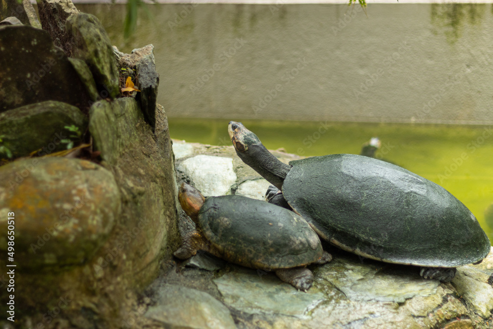 Two tortoises standing on a rock
