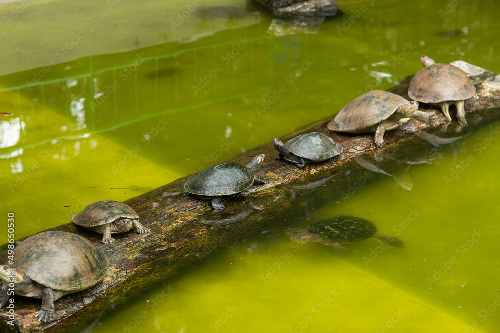 Many turtles resting on a wooden log Many turtles resting on a wooden log