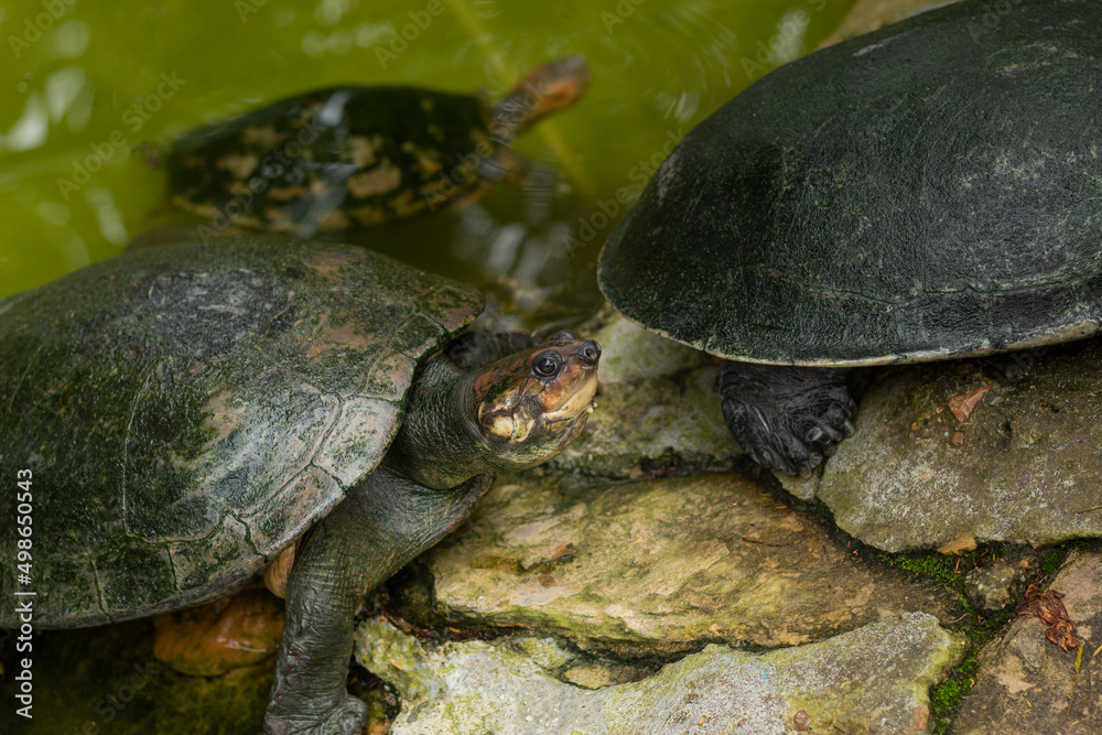 Obraz premium A tortoise on a rock approaching another tortoise