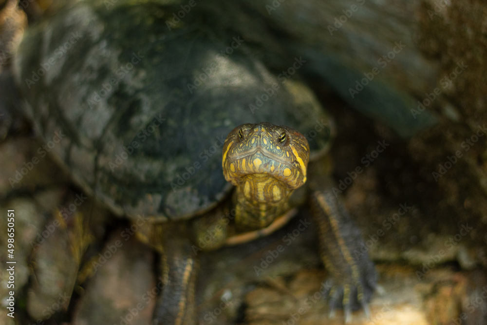 A beautiful turtle looking at camera A beautiful turtle looking at camera