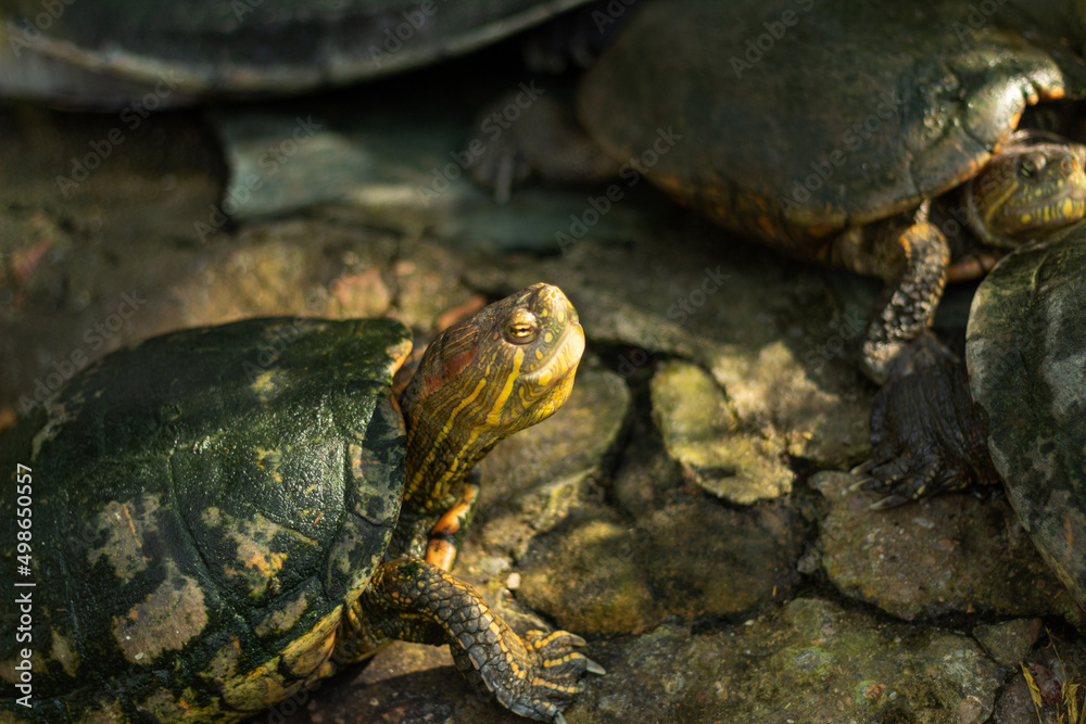 A beautiful turtle on a rock receiving a sunbeam on its head A beautiful turtle on a rock receiving a sunbeam on its head