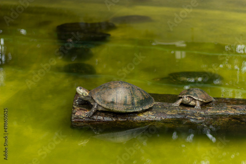 Turtles in the middle of the pond