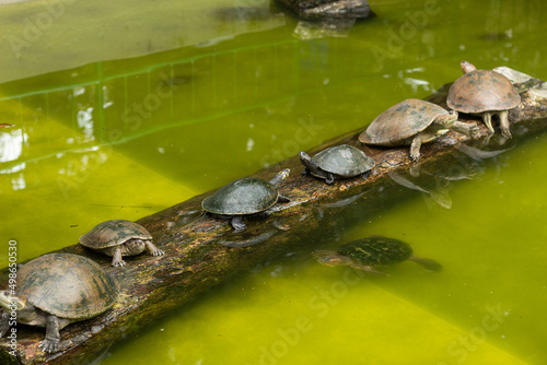 Many turtles resting on a wooden log